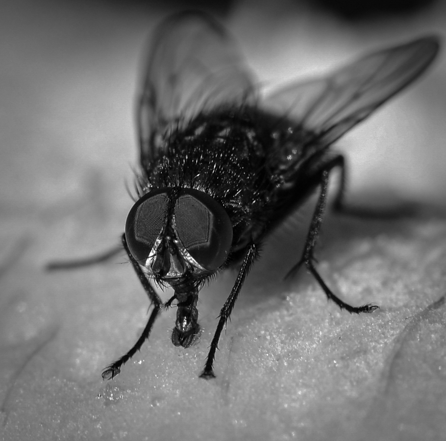 07_Where'd you get those peepers